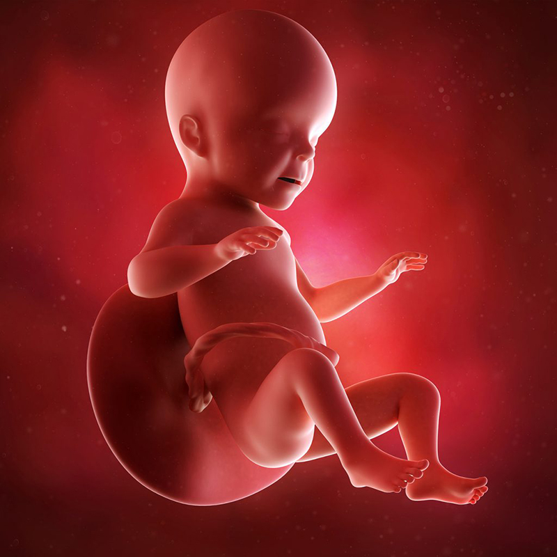 Canxi cần thiết cho sự phát triển về thể chất và trí tuệ của thai nhi